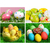 DIY Egg