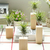 Plant Decoration