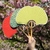 Ginkgo Leaf Fan